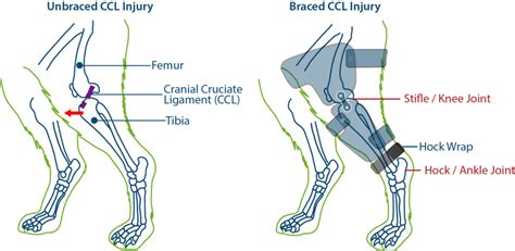 cruciate ligament rupture treatment for dogs